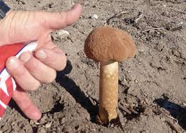 Attēlu rezultāti vaicājumam “Physarum penetrale stalked”