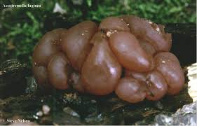 Attēlu rezultāti vaicājumam “Ascotremella faginea”