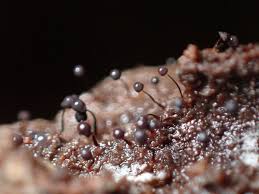 Attēlu rezultāti vaicājumam “Cribraria atrofusca macro”