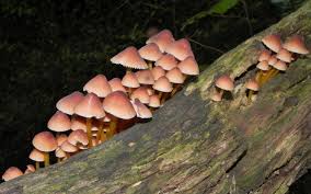 Attēlu rezultāti vaicājumam “Mycena renati”