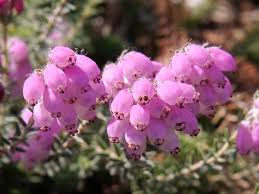 Attēlu rezultāti vaicājumam “Erica tetralix”