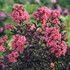 Image result for Lagerstroemia