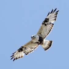 Attēlu rezultāti vaicājumam “Buteo lagopus adult”