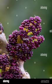 Attēlu rezultāti vaicājumam “Fraxinus excelsior flower”