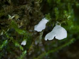 Attēlu rezultāti vaicājumam “Rimbachia neckerae”