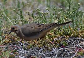 Image result for Zenaida macroura