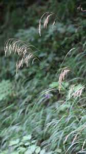 Attēlu rezultāti vaicājumam “Festuca altissima flower”