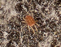 Attēlu rezultāti vaicājumam “Panonychus”