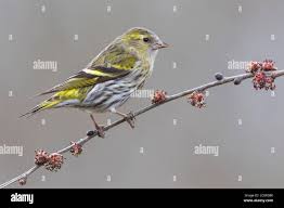 Attēlu rezultāti vaicājumam “Carduelis spinus female”