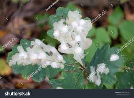 Attēlu rezultāti vaicājumam “Tischeria ekebladella”