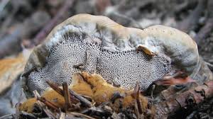 Attēlu rezultāti vaicājumam “Onnia tomentosa”