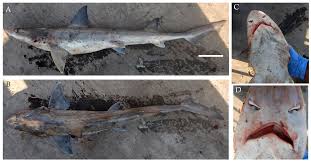 Image result for Paragaleus pectoralis