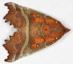 Attēlu rezultāti vaicājumam “Scoliopteryx libatrix”