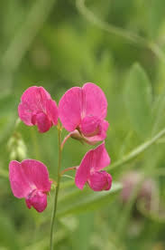 Attēlu rezultāti vaicājumam “Lathyrus tuberosus leaf”