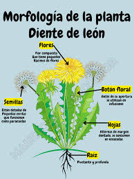 Image result for diente de leon