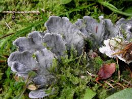 Attēlu rezultāti vaicājumam “Peltigera canina”