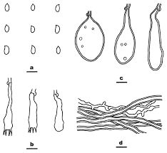 Attēlu rezultāti vaicājumam “Cystostereum murrayi”