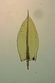 Attēlu rezultāti vaicājumam “Bryum rubens”