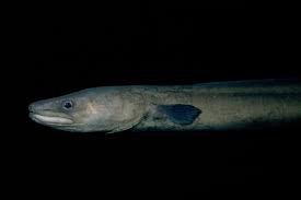 Image result for Conger conger