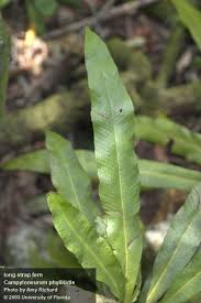 Attēlu rezultāti vaicājumam “Campylophyllum sommerfeltii”
