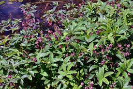 Attēlu rezultāti vaicājumam “Comarum palustre fruit”