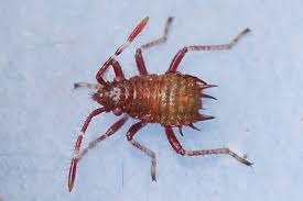 Attēlu rezultāti vaicājumam “Rhopalus maculatus”