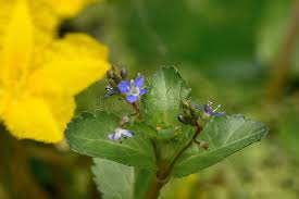 Attēlu rezultāti vaicājumam “Veronica beccabunga flower”