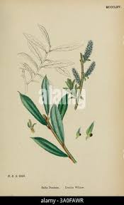 Attēlu rezultāti vaicājumam “Salix x doniana”