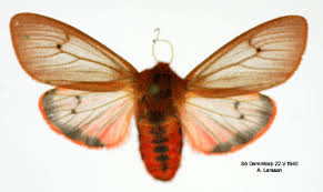 Attēlu rezultāti vaicājumam “Phragmatobia fuliginosa imago”