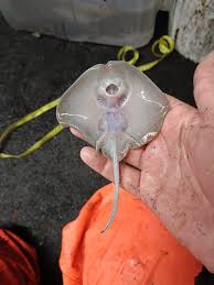 Image result for Raja radula