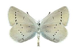 Attēlu rezultāti vaicājumam “Cupido minimus female”