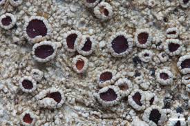 Attēlu rezultāti vaicājumam “Lecanora argentata”