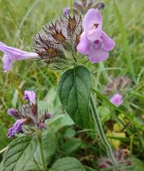 Attēlu rezultāti vaicājumam “Clinopodium vulgare”