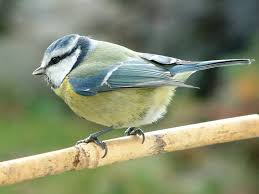 Image result for Cyanistes caeruleus