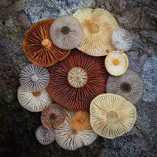 Attēlu rezultāti vaicājumam “Hypocreopsis lichenoides”