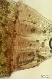 Attēlu rezultāti vaicājumam “Ulota crispa”