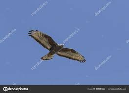 Attēlu rezultāti vaicājumam “Pernis apivorus adult”