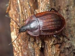 Attēlu rezultāti vaicājumam “Phosphuga atrata”