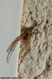 Attēlu rezultāti vaicājumam “Metellina merianae”