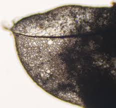 Attēlu rezultāti vaicājumam “Stemonitopsis amoena”