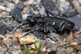 Attēlu rezultāti vaicājumam “Cicindela sylvatica”