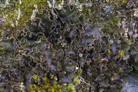 Attēlu rezultāti vaicājumam “Peltigera malacea”