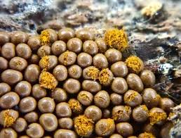 Attēlu rezultāti vaicājumam “Oligonema favogineum”