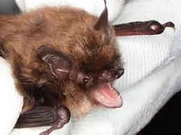 Attēlu rezultāti vaicājumam “Myotis brandtii”