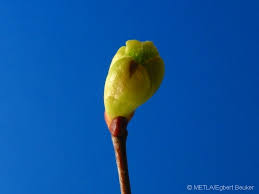 Attēlu rezultāti vaicājumam “Tilia cordata bud”