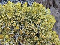 Attēlu rezultāti vaicājumam “Caloplaca scopularis”