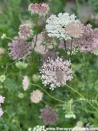 Image result for Daucus carota