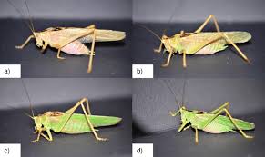 Attēlu rezultāti vaicājumam “Tettigonia viridissima”