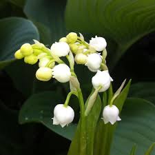 Attēlu rezultāti vaicājumam “Convallaria majalis leaf”
