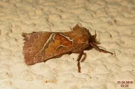 Attēlu rezultāti vaicājumam “Hepialus sylvina”